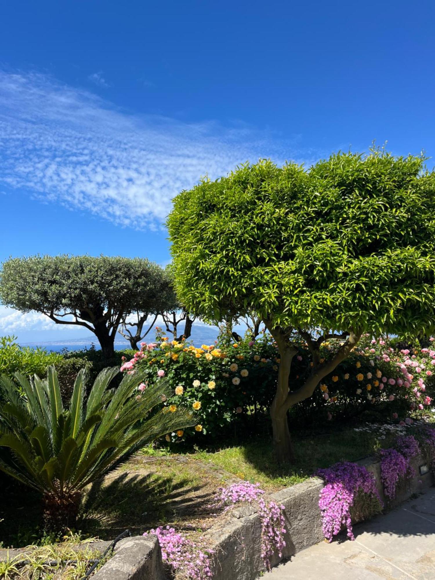 Sorrento Olive Tree Garden Ξενοδοχείο Εξωτερικό φωτογραφία